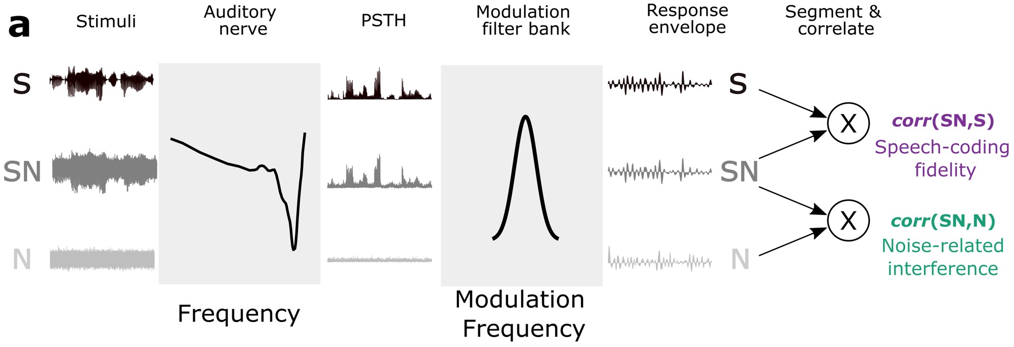 Read more: Auditory Neurophysiology and Modeling Lab – Michael Heinz